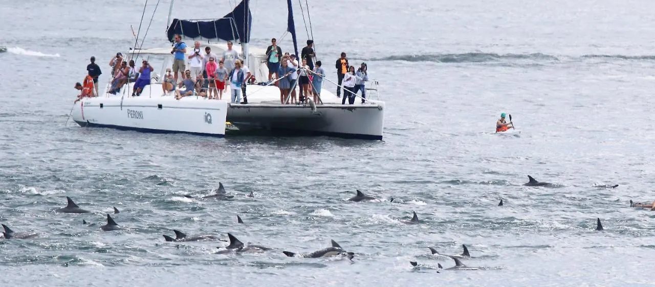 Bed & Breakfast Dolphin Inn Guesthouse Cape Town